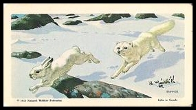 33 Arctic Fox & Arctic Hare